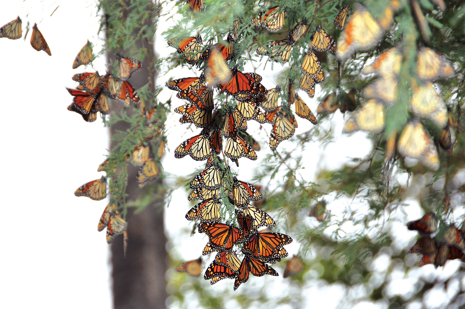 Nearly a billion Monarch butterflies have vanished since 1990