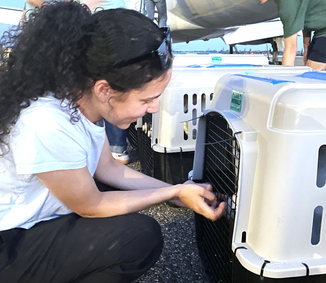 NEWS - Wings of Rescue flies local dogs and cats to new homes - 830Times